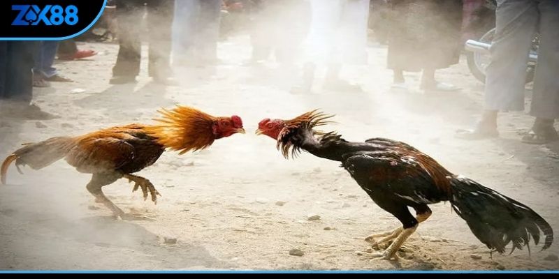 Học cách chọn vảy gà đá qua các đặc điểm quý hiếm