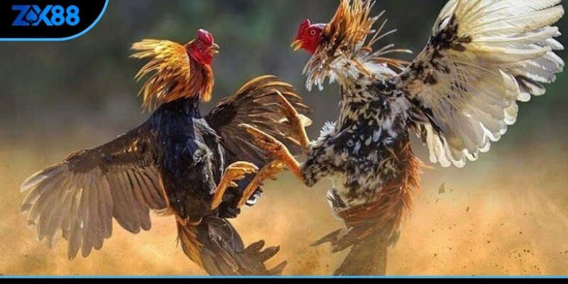 Lựa chọn ra ngày xuất trận giúp xác định cung phong thủy