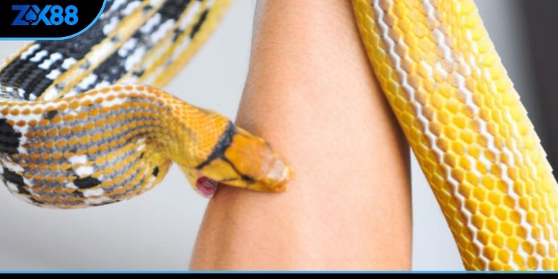 Nhận diện loài xà giúp người chơi lô đề giải mã con số